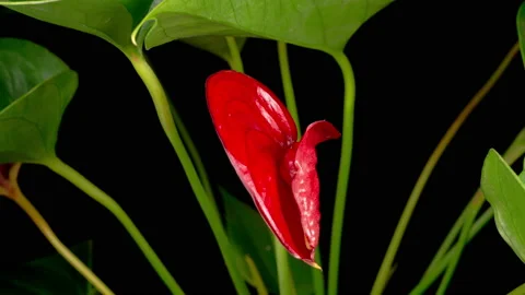 Time Lapse of Opening Red Anthurium Flower 库存影片 119019089