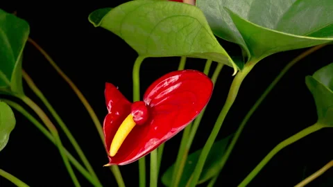 Time Lapse of Opening Red Anthurium Flower Stock Footage 119420348