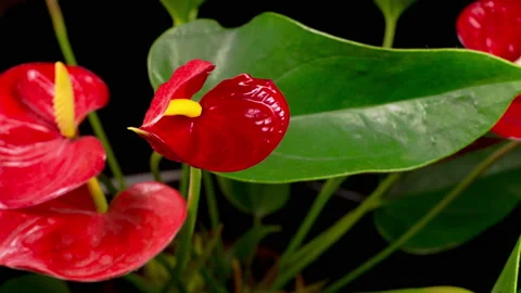 Time Lapse of Opening Red Anthurium Flower Video stock 120092775