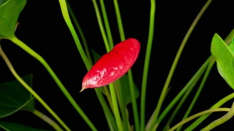 Time Lapse of Opening Red Anthurium Flower Stock Footage 121000918