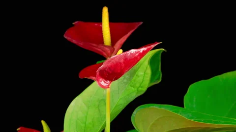 Time Lapse of Opening Red Anthurium Flower Vidéo 124703638