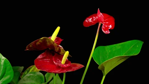 Time Lapse of Opening Red Anthurium Flower Stockbeeldmateriaal 124703968