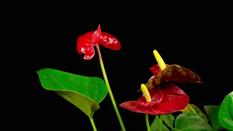 Time Lapse of Opening Red Anthurium Flower Видео 125482685