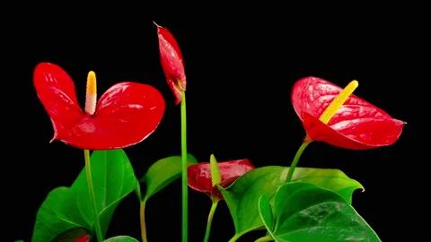 Time Lapse of Opening Red Anthurium Flower Stock Footage 126234823