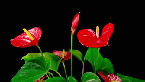 Time Lapse of Opening Red Anthurium Flower Stock-Footage 127202935