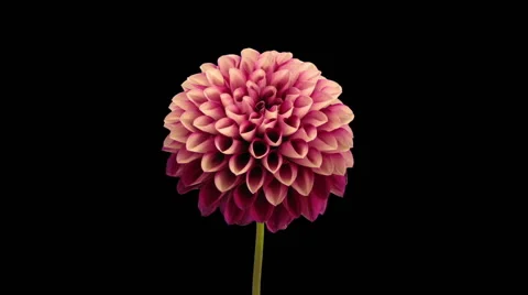 Time-lapse of opening red dahlia in RGB + ALPHA matte format (720p) Stock Footage 56725752