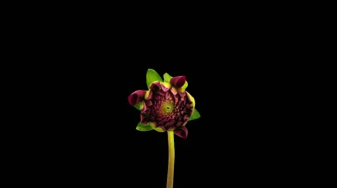 Time-lapse of opening red dahlia in RGB + ALPHA matte format Stock Footage 64893319
