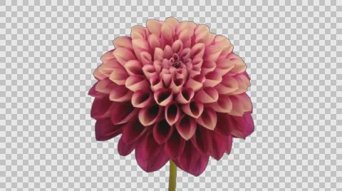 Time-lapse of opening red dahlia with ALPHA channel Stock Footage