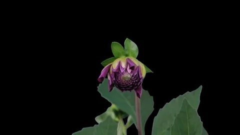 Time-lapse of opening red dahlia with ALPHA channel Stock Footage 70102610