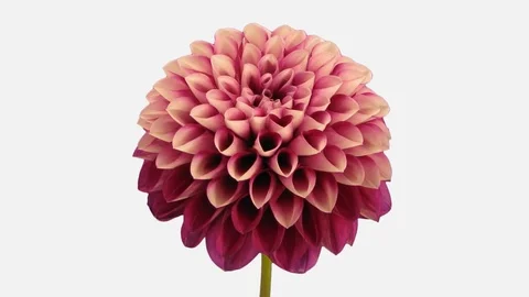 Time-lapse of opening red dahlia with ALPHA channel Stock Footage 83576601