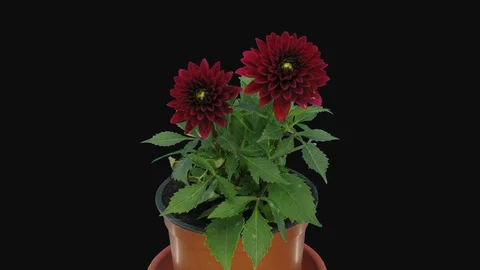 Time-lapse of opening red dahlia flower with ALPHA channel Stock Footage 97360801