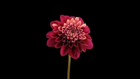 Time-lapse of opening red dahlia, 3K with ALPHA channel Stock Footage 109476977