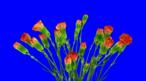 Time-lapse of opening red Dianthus flower 1c (DCI-2K) Stock Footage 10850777