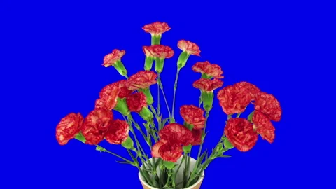 Time lapse of opening red Dianthus flower Stock Footage 290171443