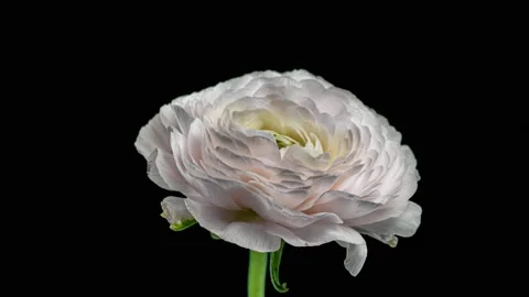 Time Lapse of Opening Red Flower Buttercup on a Black Background. Side View on Stock Footage 166892594