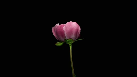 Time Lapse of Opening Red Flower Buttercup on a Black Background. Side View on Stock Footage 230854637