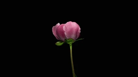 Time Lapse of Opening Red Flower Buttercup on a Black Background. Side View on Stock Footage 231259098