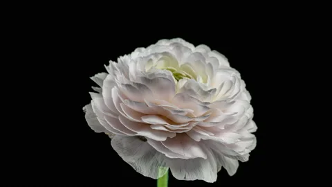 Time Lapse of Opening Red Flower Buttercup on a Black Background. Side View on Stock Footage 236845868