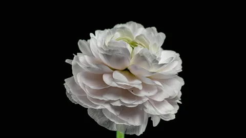 Time Lapse of Opening Red Flower Buttercup on a Black Background. Side View on Stock Footage 237144268