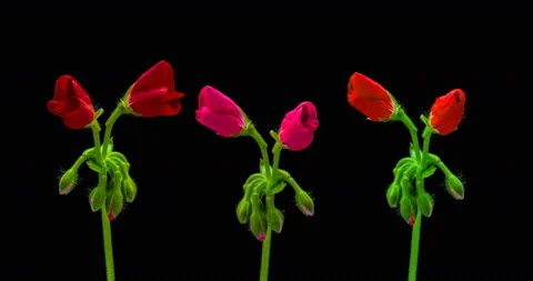Time-lapse of opening red geranium (Pelargonia) flower Stock Footage 106489376