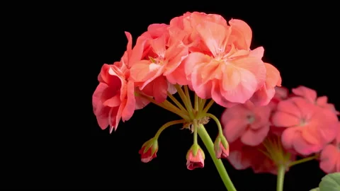 Time Lapse of Opening Red Geranium ( Pelargonium ) Flower Stock Footage 163536793