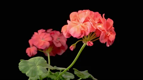 Time Lapse of Opening Red Geranium ( Pelargonium ) Flower Stock Footage 165456366