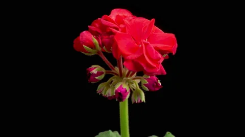 Time Lapse of Opening Red Geranium ( Pelargonium ) Flower 库存影片 166294987