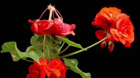 Time Lapse of Opening Red Geranium ( Pelargonium ) Flower 库存影片 166296013