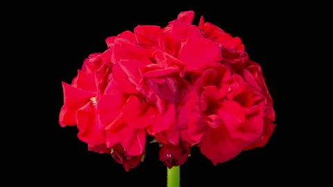 Time Lapse of Opening Red Geranium ( Pelargonium ) Flower Видео 168079935