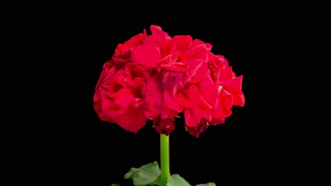 Time Lapse of Opening Red Geranium ( Pelargonium ) Flower Stockbeeldmateriaal 168893454