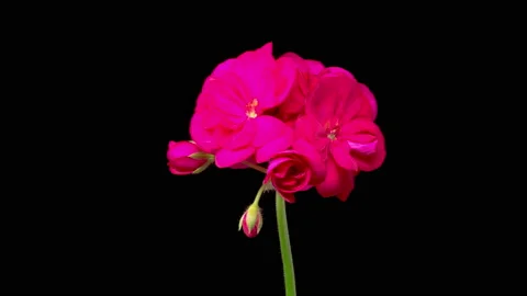 Time Lapse of Opening Red Geranium ( Pelargonium ) Flower Видео 170570914