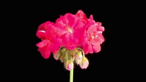 Time Lapse of Opening Red Geranium Pelargonium Flower Stock Footage 193054121