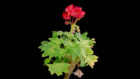 Time Lapse of Opening Red Geranium Pelargonium Flower Stock-Footage 250801557