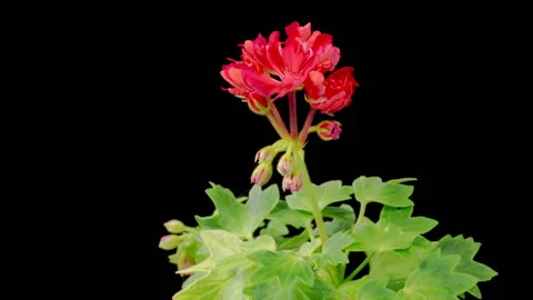 Time Lapse of Opening Red Geranium Pelargonium Flower Stock Footage 252275757