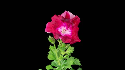 Time Lapse of Opening Red Geranium Pelargonium Flower Stock Footage 257784858