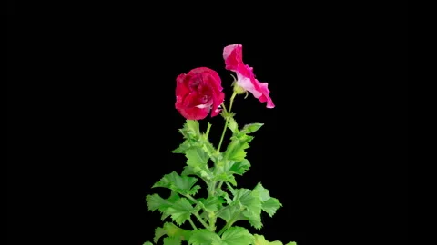 Time Lapse of Opening Red Geranium Pelargonium Flower Stock Footage 259207903