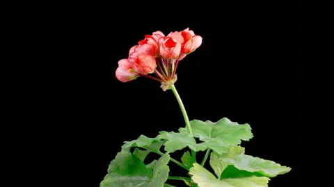 Time Lapse of Opening Red Geranium Pelargonium Flower Video stock 295781039