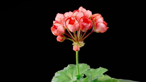 Time Lapse of Opening Red Geranium Pelargonium Flower Stock Footage 297200837