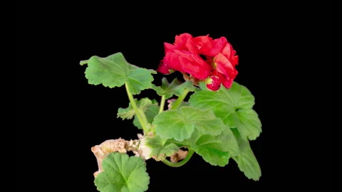 Time Lapse of Opening Red Geranium Pelargonium Flower Stock Footage 304976047