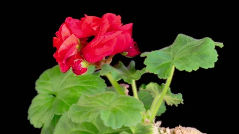 Time Lapse of Opening Red Geranium Pelargonium Flower Stock Footage 306153436