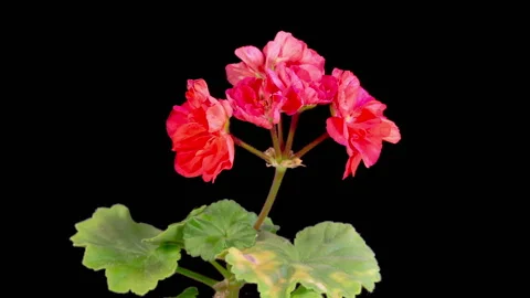 Time Lapse of Opening Red Geranium Pelargonium Flower Stock Footage 318074045