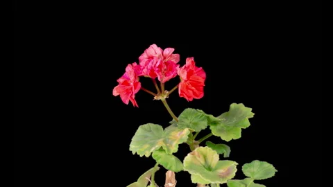 Time Lapse of Opening Red Geranium Pelargonium Flower Stock Footage 319539648