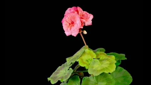 Time Lapse of Opening Red Geranium Pelargonium Flower Stock Footage 321354483