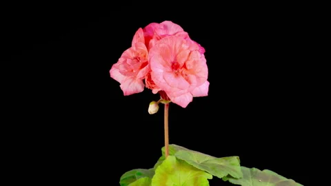 Time Lapse of Opening Red Geranium Pelargonium Flower Stock Footage 322119330