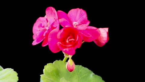 Time Lapse of Opening Red Geranium Pelargonium Flower Stock Footage 327143372