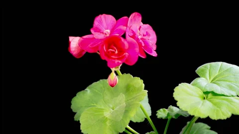 Time Lapse of Opening Red Geranium Pelargonium Flower Stock Footage 328110950