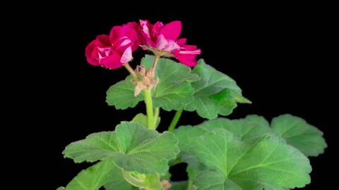 Time Lapse of Opening Red Geranium Pelargonium Flower 스톡 동영상 334061186