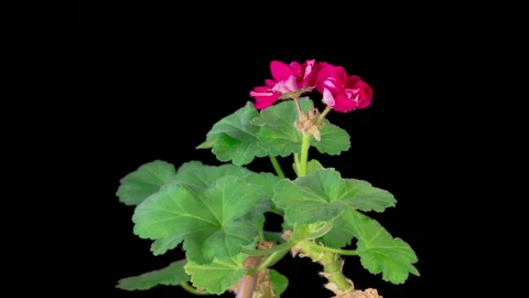 Time Lapse of Opening Red Geranium Pelargonium Flower Stockbeeldmateriaal 335149380