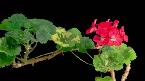 Time Lapse of Opening Red Geranium Pelargonium Flower 스톡 동영상 343407866