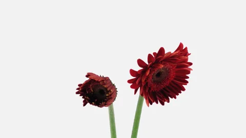 Time-lapse of opening red gerbera with ALPHA channel Stock Footage 135800388